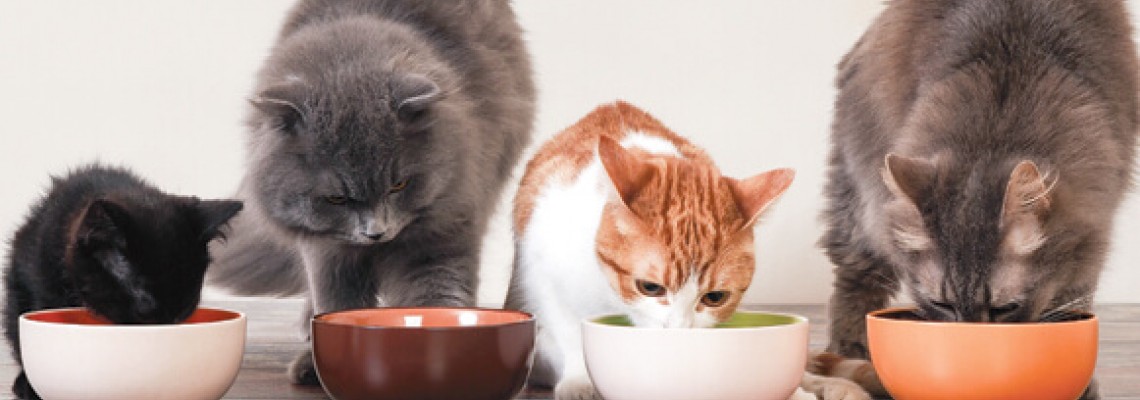Kedilerde Beslenme Düzeni Nasıl Olmalıdır?