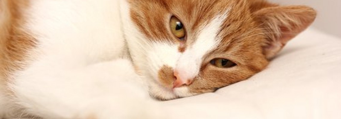 Kedilerde Hastalık Belirtileri Nelerdir?