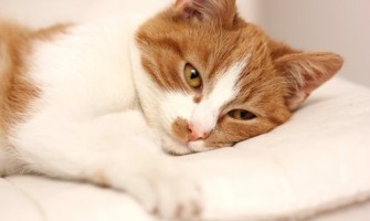 Kedilerde Hastalık Belirtileri Nelerdir?