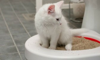 Yavru Kedi Tuvalet Eğitimi Ne Zaman Başlamalıdır?