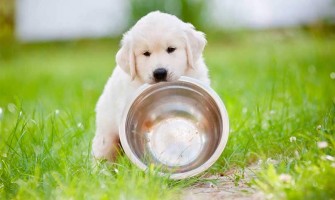 Yavru Köpeklerin Beslenmesinde Dikkat Edilmesi Gerekenler