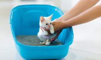 Yavru kedilerde tuvalet eğitimi